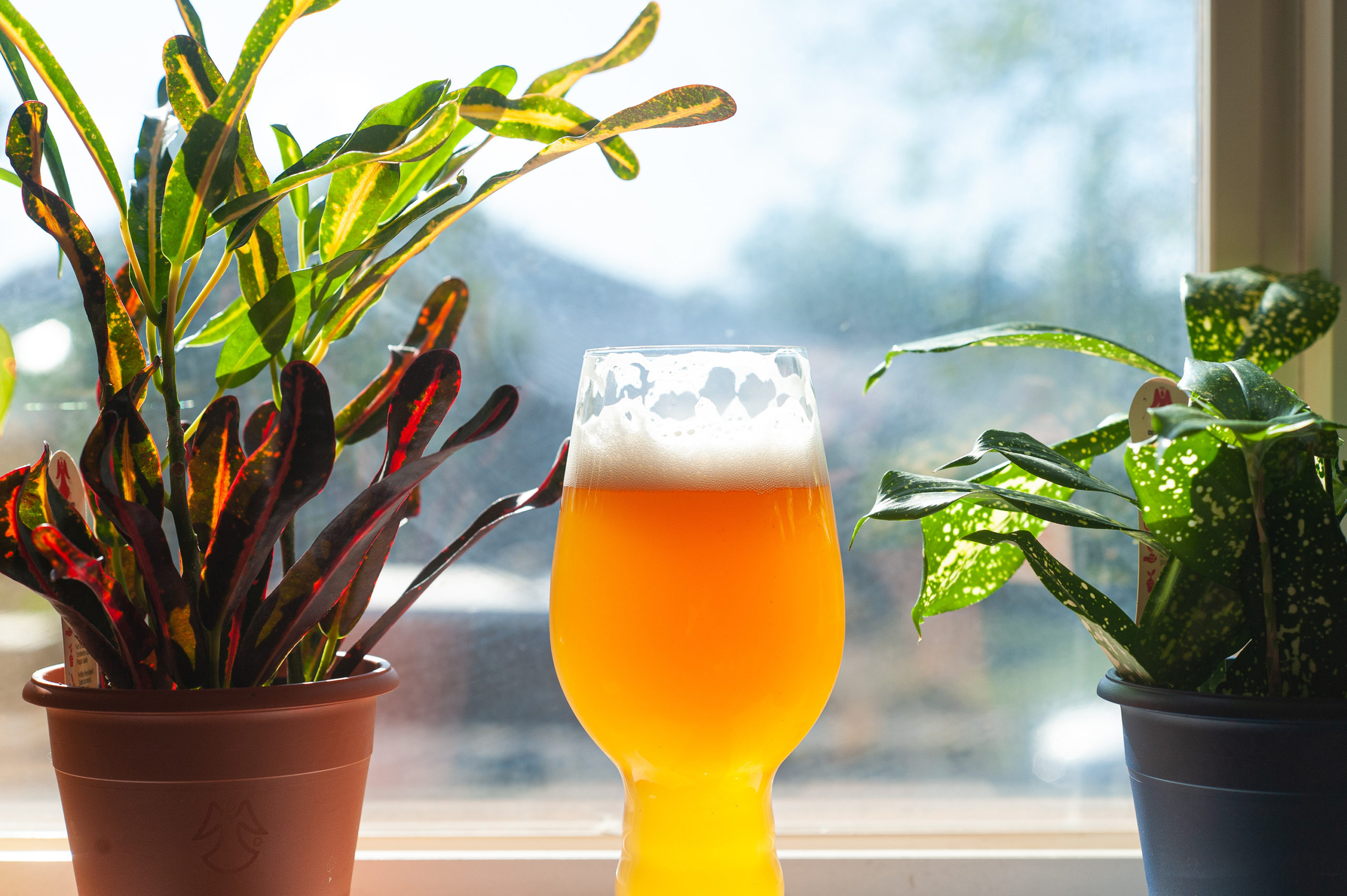 What the Kveik? Kveik IPA Recipe Yeast Driven