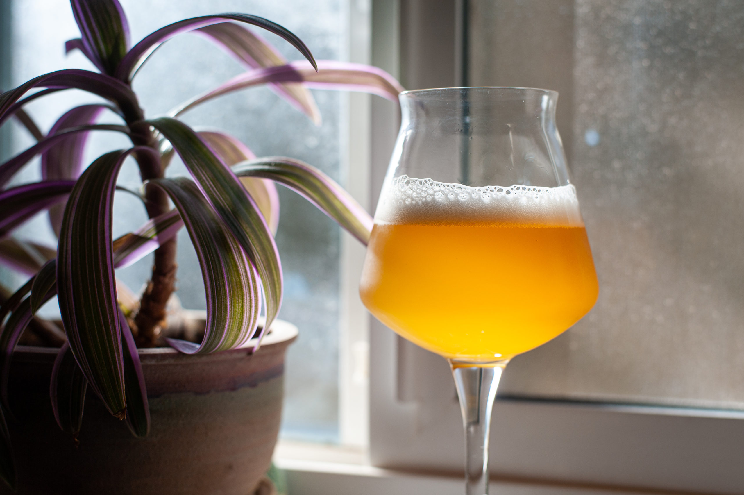 Saint Perpetua Solera Sour Ale Recipe Yeast Driven