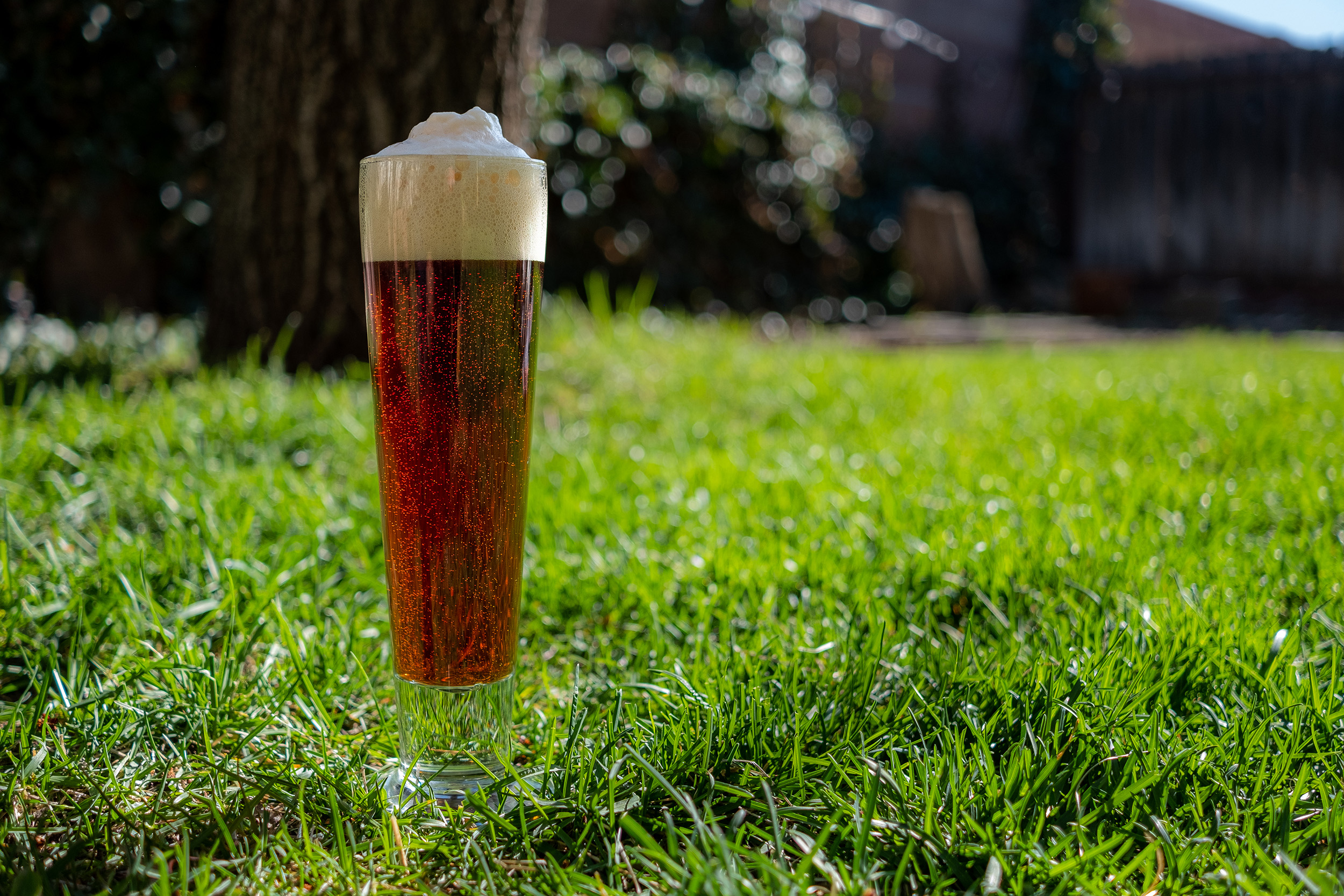 Before Dawn Czech Dark Lager Recipe Yeast Driven before-dawn-czech-dark-lager-recipe-yeast-driven